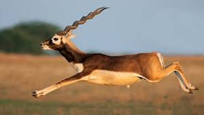 Blackbuck National Park