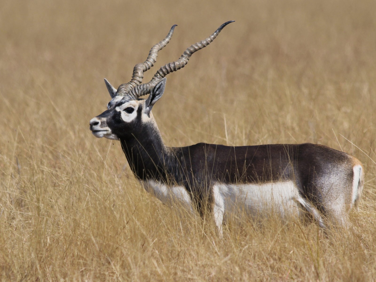 Velavadar Blackbuck National Park