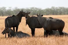 Velavadar National Park